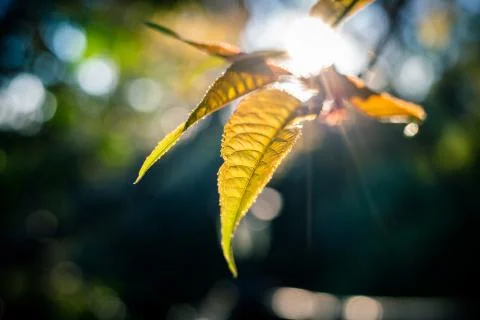 Closeup on yellow leaf touching sunlight. Stock Photos