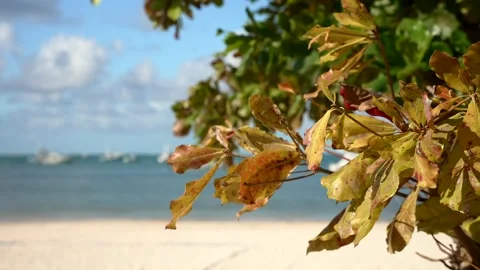 Closeup of yellow leaves on the beach Stock Footage 167095609