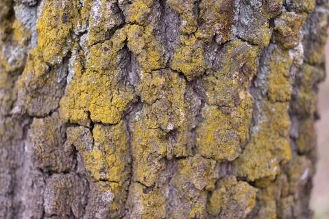 Closeup yellow lichen tree bark texture showing cracked scaly plates and powd 스톡 사진
