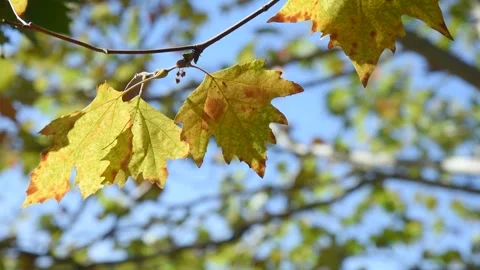 Closeup of yellow maple leaf on branch. Colorful autumn leaves on wind, sunny bl Stock Footage 345741637