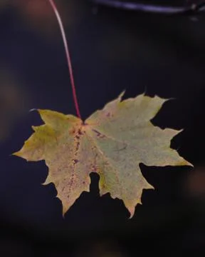 Closeup of a yellow maple leaf on the ground with a dark blurry background Foto stock