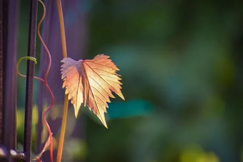 Closeup of a yellow maple leaf outdoors with blurred background Stock Illustration