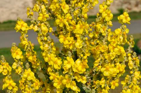 Closeup yellow mullein flower Stock Photos