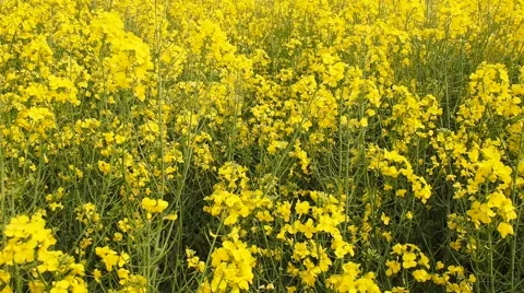 Closeup of yellow oil seed rape Stock Footage 62497264