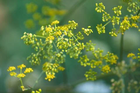 Closeup of yellow parsnip with selective focus on foreground Stock Photos
