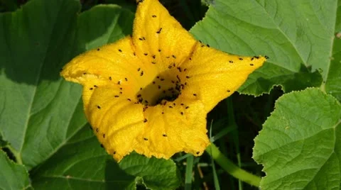 Closeup yellow pumpkin bloom move wind lot of beetle bugs walk Stock Footage 20494743