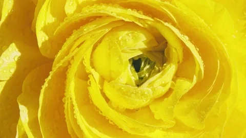 Closeup of yellow ranunculus flower Stock Footage 171884545