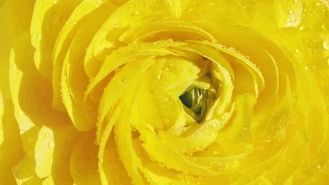 Closeup of yellow ranunculus flower Stock Footage 171885028