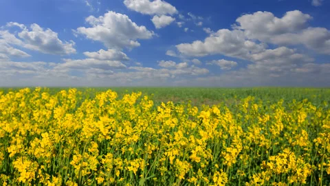 Closeup yellow rape field at the bright spring day Video stock 237693394