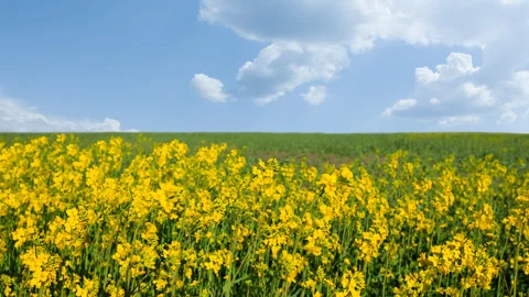 Closeup yellow rape field at the bright spring day time lapse scene 스톡 동영상 248034364