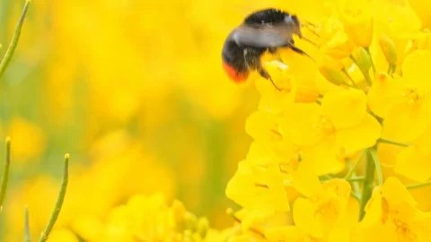 Closeup of a yellow rape plant with a bumblebee Stock Footage 108955527