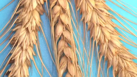 Closeup of  yellow ripe wheat ears rotating on blue background. Macro. Stock Footage 144817663