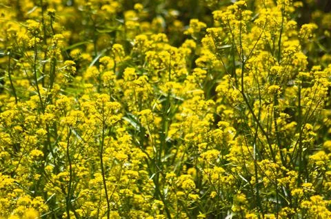 Closeup of yellow rocket in bloom with selective focus on foreground Stock Photos