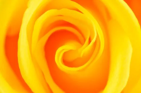 Closeup of Yellow Rose Flower Stock Photos