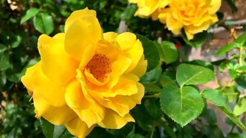 Closeup of a yellow rose in a garden Stock Footage 123729061