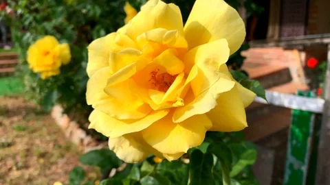 Closeup of a yellow rose in a garden 库存影片 123729066