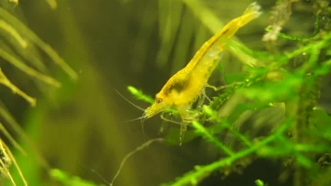 Closeup of Yellow Shrimp Picking Moss 库存影片 265166929