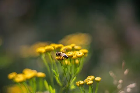Closeup of yellow spring flowers on the ground in the sunlight across a fresh Stock Photos