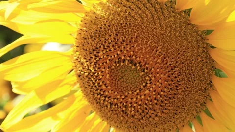 Closeup of a yellow sunflower Stock Footage 295851548
