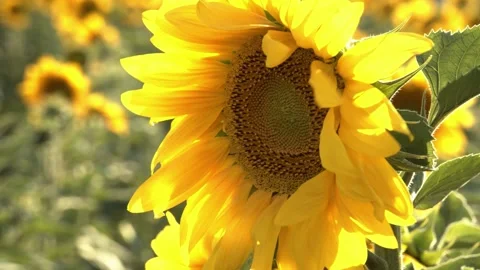 Closeup of yellow sunflower head in the foreground, moving in the wind. Video stock 336584168