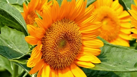 Closeup of yellow sunflower head in the foreground, moving in the wind. Stock Footage 336584182