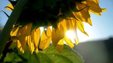 Closeup of yellow sunflower head in the foreground, moving in the wind. Video stock 336584276