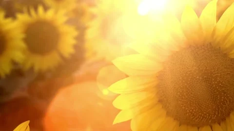 Closeup of yellow sunflower head in the foreground, moving in the wind. Stock Footage 336584801