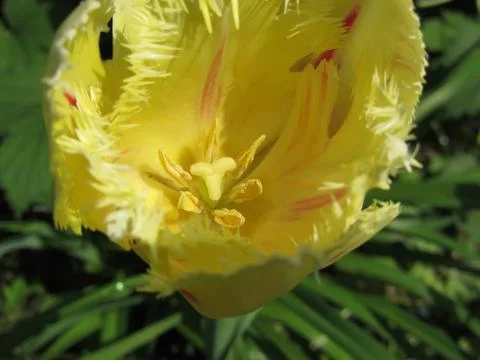 Closeup of yellow tulip in spring Stock Photos
