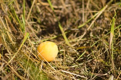 Closeup of yellow wax cherry fruit on grass with selective focus on foregroun Stock Photos