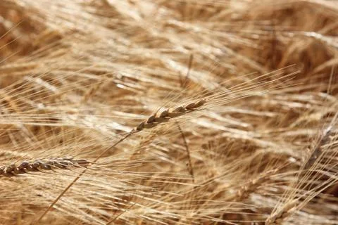 Closeup of a yellow wheat Stock Photos