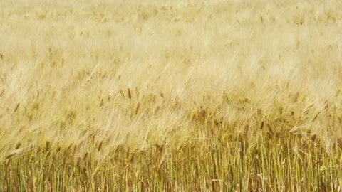 Closeup of yellow wheat waving in the wind Stock Footage 198135590