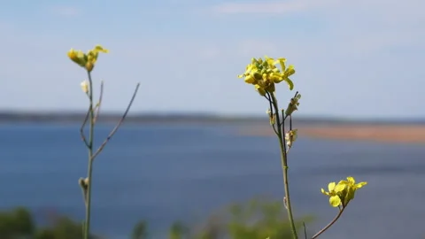 Closeup of yellow wild flowers Stock Footage 133128532