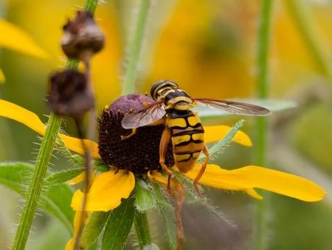 Closeup of Yellowjacket Hover Fly 库存照片
