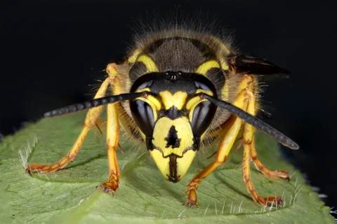 Closeup of a Yellowjacket perched on a leaf Stock Photos