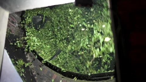 Closeup, Yerba mate drink green leaves rotation in industrial processing machine Stock Footage 318428648