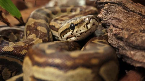Closeup of Young African rock python coiled and ready to strike. Stock Footage 95221085