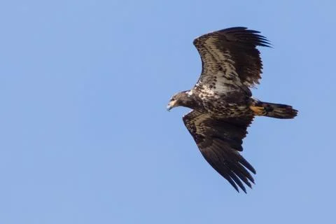 Closeup of young Bald Eagle flying in blue sky Stock Photos