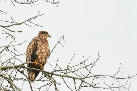 Closeup Young Bald Eagle perched in a tree Stock Photos