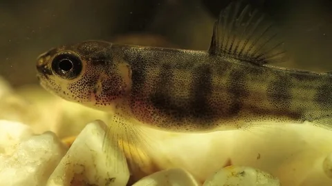 Closeup of a young brown trout Stock Footage 82658645