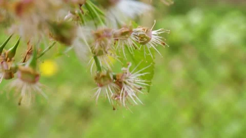 Closeup of young cherries forming on branches with faded flower parts still Stock Footage 309303130