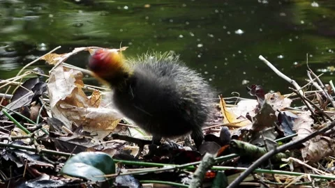 CloseUp of a young Coot Stockbeeldmateriaal 194493234