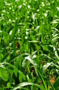 Closeup of young corn leaves on corn field Stock Photos