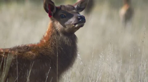 Closeup of young elk calf, 4K Stock Footage 56439702