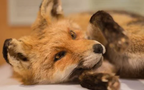 Closeup of a young fox Stock Photos