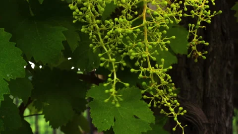 Closeup of Young Grape From a Big Bunch in a Good Year, clip 1 tilt down Stock Footage 137172665