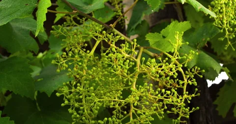 Closeup of Young Grape From a Big Bunch in a Good Year, clip 1 tilt down Stock Footage 137172721
