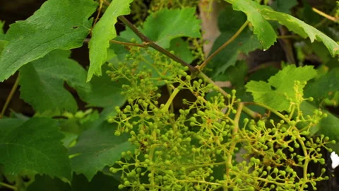 Closeup of Young Grape From a Big Bunch in a Good Year, clip 3 pan Stock Footage 137173929