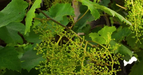 Closeup of Young Grape From a Big Bunch in a Good Year, clip 3 pan Stock Footage 137173971