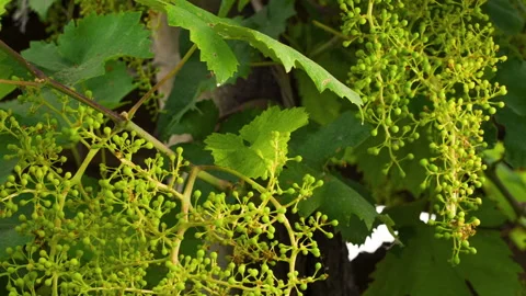 Closeup of Young Grape From a Big Bunch in a Good Year, clip 4 Stock Footage 137176438