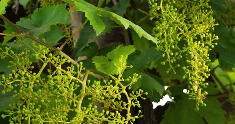 Closeup of Young Grape From a Big Bunch in a Good Year, clip 4 Stock Footage 137176516